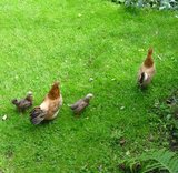 Beeldvergroting: Mama, tante en kroost.