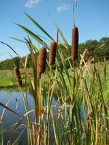 Beeldvergroting: (klik tot groot)